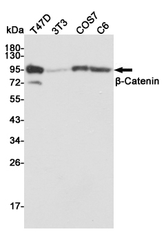 Western blot detection of β-Catenin in T47D,3T3,COS7 and C6 cell lysates using β-Catenin mouse mAb (1:3000 diluted).Predicted band size:92KDa.Observed band size:92KDa.