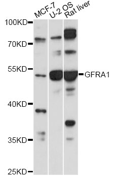 Western blot - GFRA1 Polyclonal Antibody 