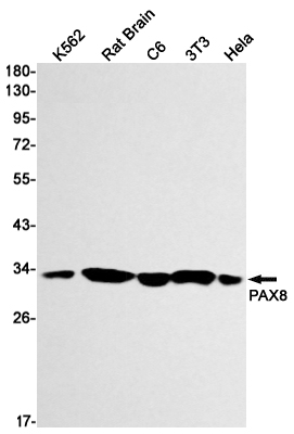 Western blot detection of PAX8 in K562,Rat Brain,C6,3T3,Hela cell lysates using PAX8 Rabbit mAb(1:1000 diluted).Predicted band size:48 kDa; Observed MW: N/AkDa.Observed band size: N/AkDa.