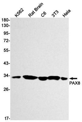 Western blot detection of PAX8 in K562,Rat Brain,C6,3T3,Hela cell lysates using PAX8 Rabbit mAb(1:1000 diluted).Predicted band size:48 kDa; Observed MW: N/AkDa.Observed band size: N/AkDa.