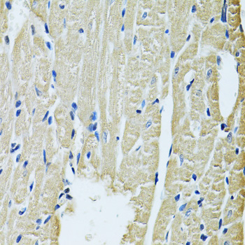 Immunohistochemistry - SLC5A6 Polyclonal Antibody 