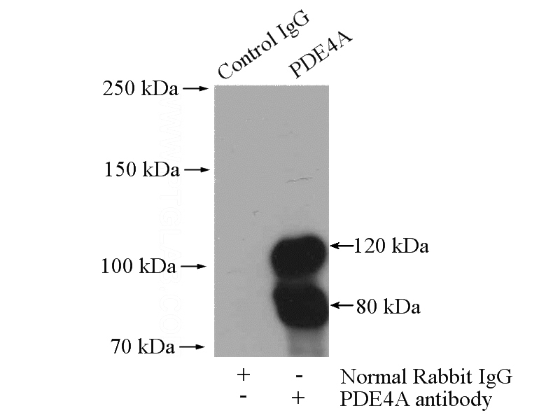 IP Result of anti-PDE4A (IP:Catalog No:113661, 4ug; Detection:Catalog No:113661 1:300) with mouse brain tissue lysate 4000ug.