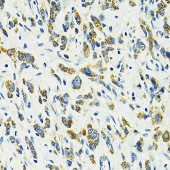 Immunohistochemistry - SLC25A11 Polyclonal Antibody 