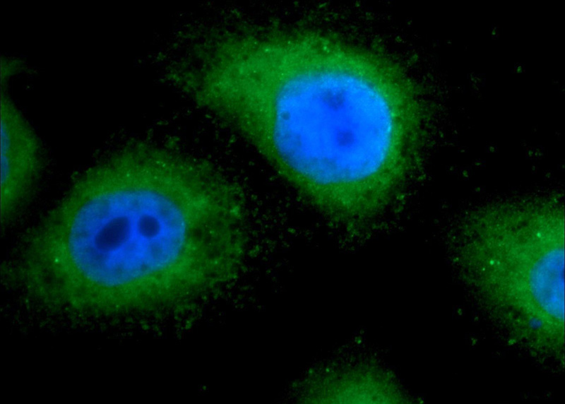 Immunofluorescent analysis of HepG2 cells using Catalog No:116343(TRAPPC2L Antibody) at dilution of 1:50 and Alexa Fluor 488-congugated AffiniPure Goat Anti-Rabbit IgG(H+L)
