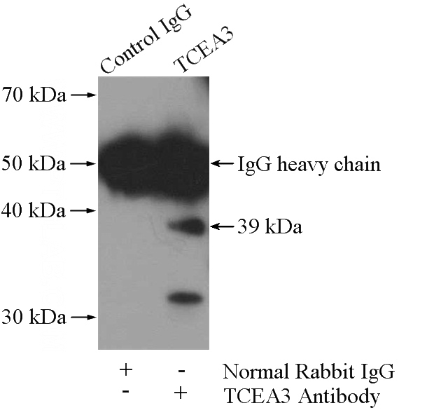 IP Result of anti-TCEA3 (IP:Catalog No:115898, 4ug; Detection:Catalog No:115898 1:500) with HeLa cells lysate 520ug.