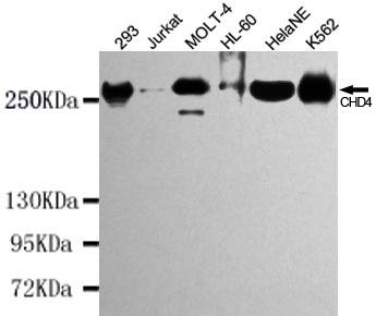 Western blot detection of CHD4 in K562,HelaNE,HL-60,MOLT-4,Jurkat and 293 cell lysates using CHD4 mouse mAb (1:1000 diluted).Predicted band size:260KDa.Observed band size:260KDa.