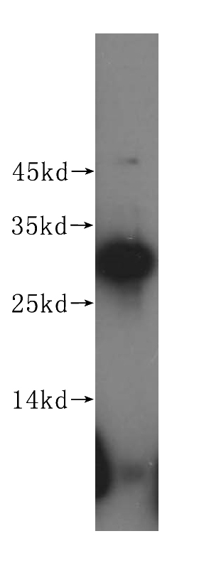 mouse testis tissue were subjected to SDS PAGE followed by western blot with Catalog No:110094(DNAJB3 antibody) at dilution of 1:800