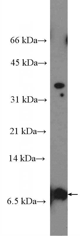 mouse testis tissue were subjected to SDS PAGE followed by western blot with Catalog No:116241(TOMM5 Antibody) at dilution of 1:600