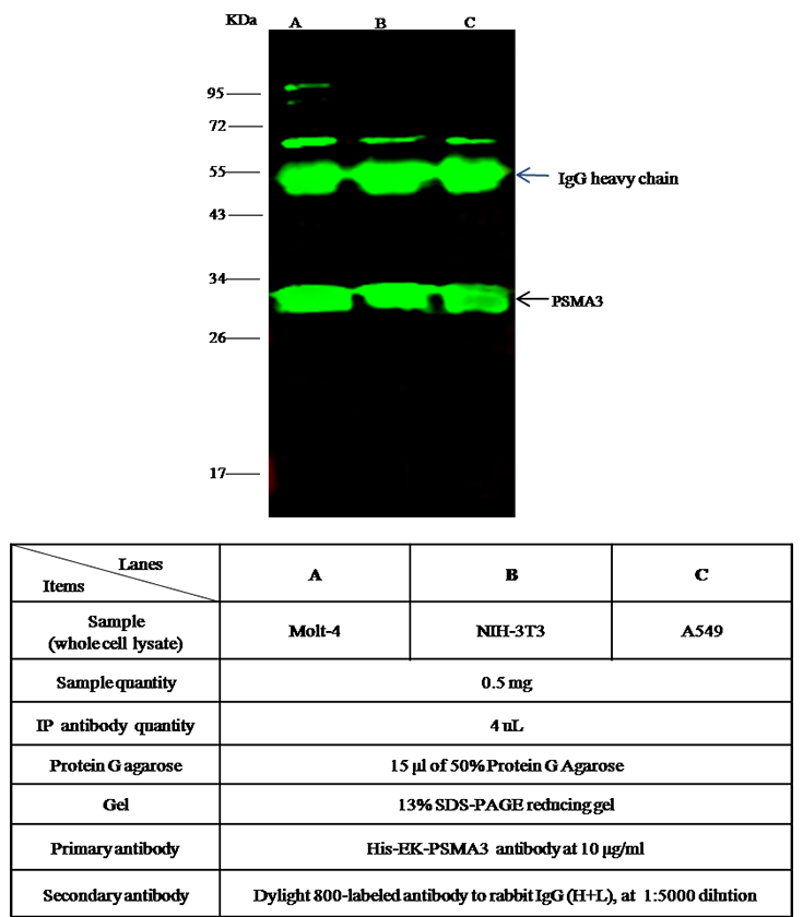 Human PSMA3 / Proteasome 20S alpha 3 Immunoprecipitation(IP) 15673