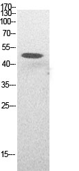 Western Blot analysis of HepG2 cells using Acetyl-p53 (K382) Polyclonal Antibody.