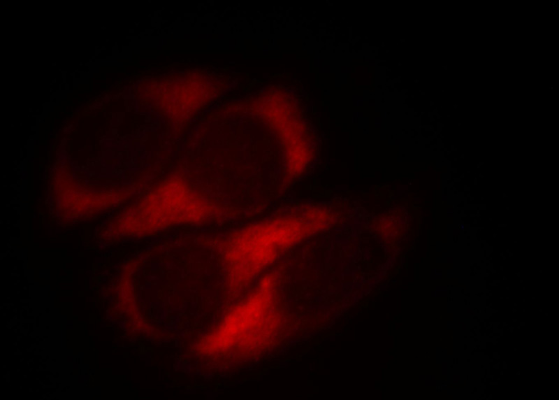 Immunofluorescent analysis of HepG2 cells, using MTX2 antibody Catalog No:112885 at 1:25 dilution and Rhodamine-labeled goat anti-rabbit IgG (red).