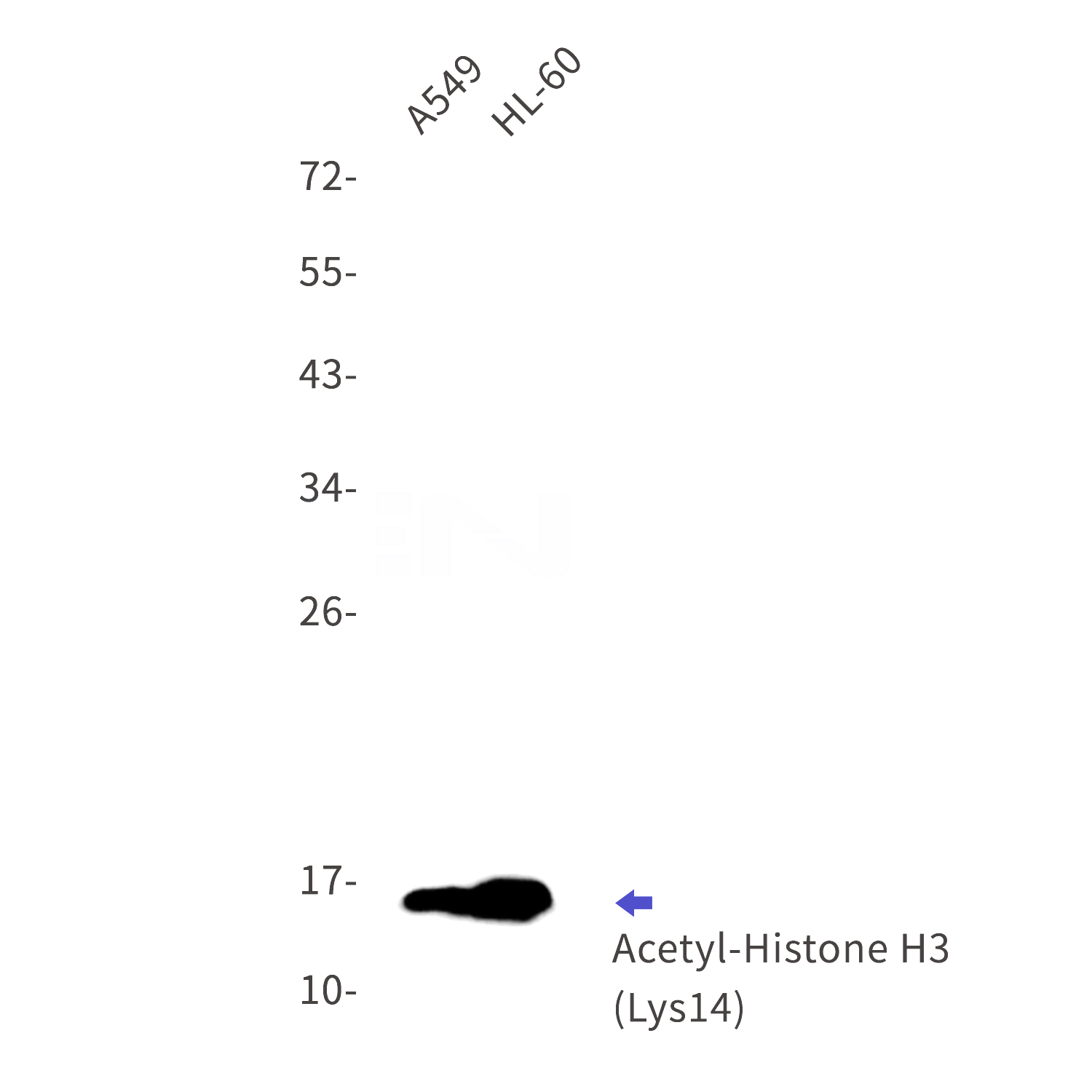 Western blot detection of Acetyl-Histone H3 (Lys4) in A549,HL-60 cell lysates using Acetyl-Histone H3 (Lys4) Rabbit mAb(1:1000 diluted).Observed band size:15kDa.