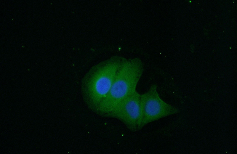 Immunofluorescent analysis of (10% Formaldehyde) fixed A549 cells using Catalog No:108987(CCDC72 Antibody) at dilution of 1:50 and Alexa Fluor 488-congugated AffiniPure Goat Anti-Rabbit IgG(H+L)