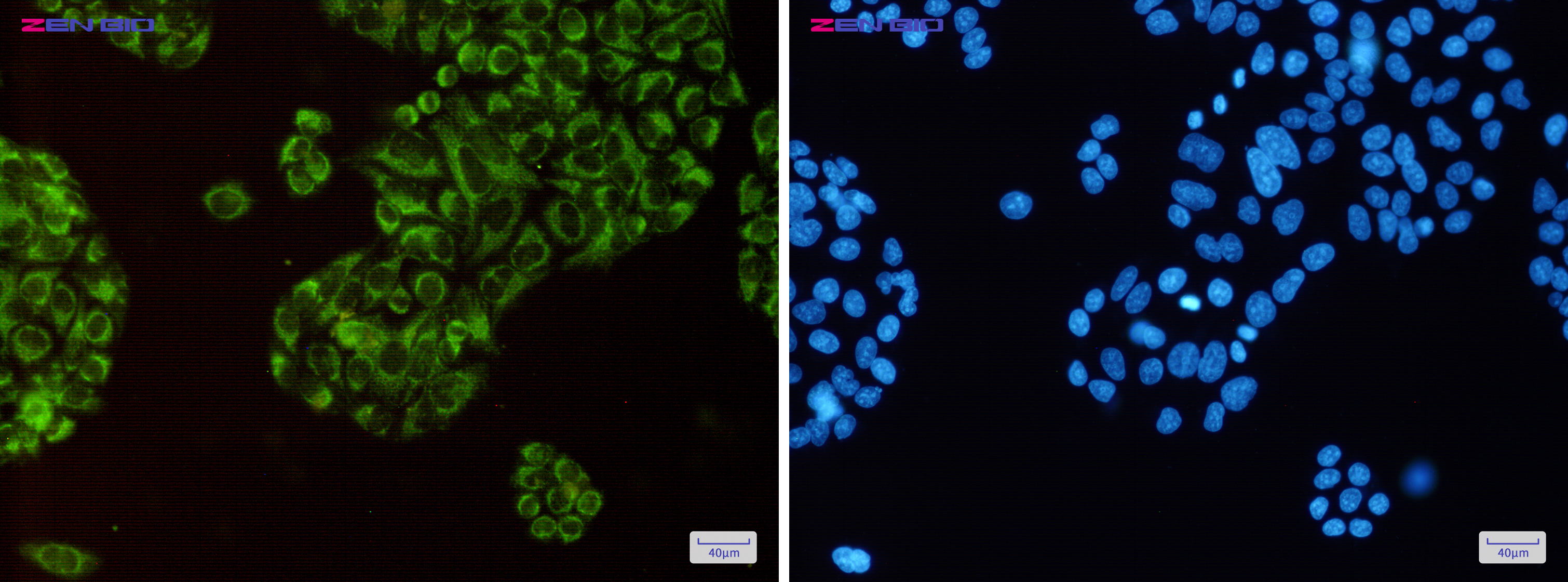 Immunocytochemistry of Thioredoxin 2(green) in Hela cells using Thioredoxin 2 Rabbit pAb at dilution 1/50, and DAPI(blue)