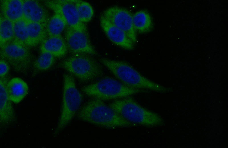 Immunofluorescent analysis of HeLa cells using Catalog No:110290(ECD Antibody) at dilution of 1:25 and Alexa Fluor 488-congugated AffiniPure Goat Anti-Rabbit IgG(H+L)