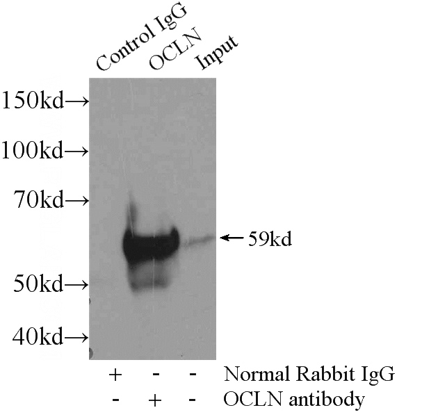 IP Result of anti-occludin (IP:Catalog No:113466, 3ug; Detection:Catalog No:113466 1:500) with mouse liver tissue lysate 6400ug.