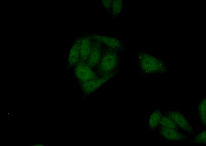Immunofluorescent analysis of (10% Formaldehyde) fixed HepG2 cells using Catalog No:113935(PLAG1 Antibody) at dilution of 1:50 and Alexa Fluor 488-congugated AffiniPure Goat Anti-Rabbit IgG(H+L)