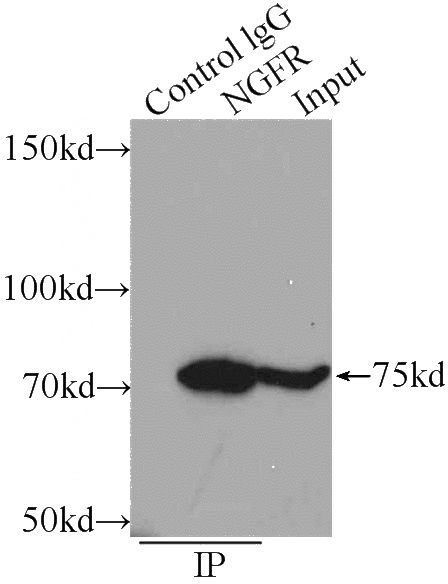 IP Result of anti-NGFR (IP:Catalog No:113561, 3ug; Detection:Catalog No:113561 1:300) with mouse brain tissue lysate 5000ug.