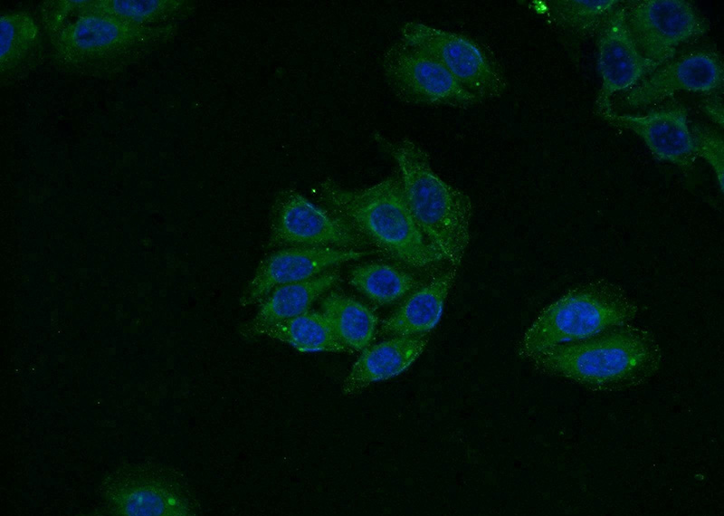 Immunofluorescent analysis of HeLa cells using Catalog No:109782(CYTB Antibody) at dilution of 1:50 and Alexa Fluor 488-congugated AffiniPure Goat Anti-Rabbit IgG(H+L)