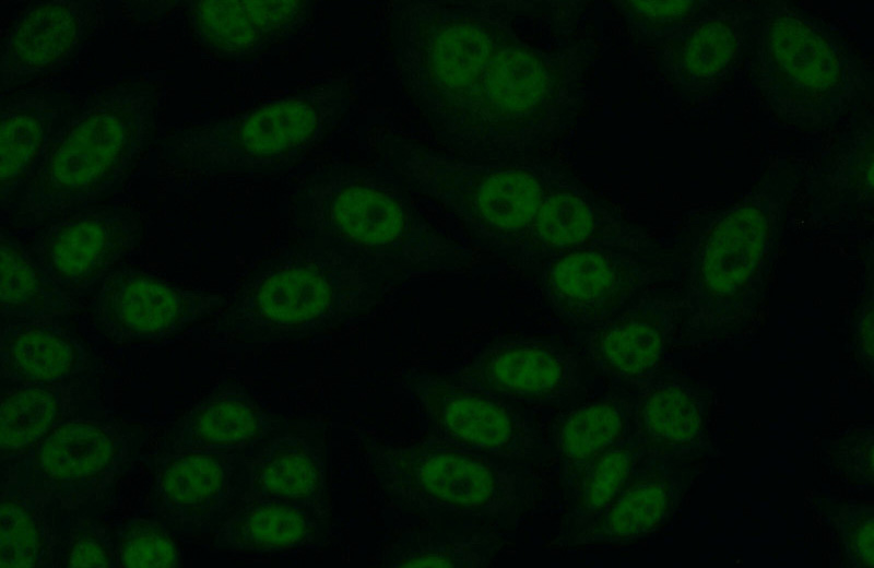 Immunofluorescent analysis of (10% Formaldehyde) fixed HepG2 cells using Catalog No:114857(RTEL1 Antibody) at dilution of 1:50 and Alexa Fluor 488-congugated AffiniPure Goat Anti-Rabbit IgG(H+L)