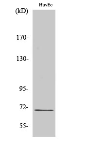 Western Blot analysis of HuvEc cells using Nrf2 Polyclonal Antibody diluted at 1:1000
