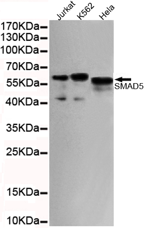 Western blot detection of SMAD5 (C-terminus) in Hela,Jurkat and K562 cell lysates using SMAD5 (C-terminus) mouse mAb (1:1000 diluted).Predicted band size:52KDa.Observed band size:60KDa.