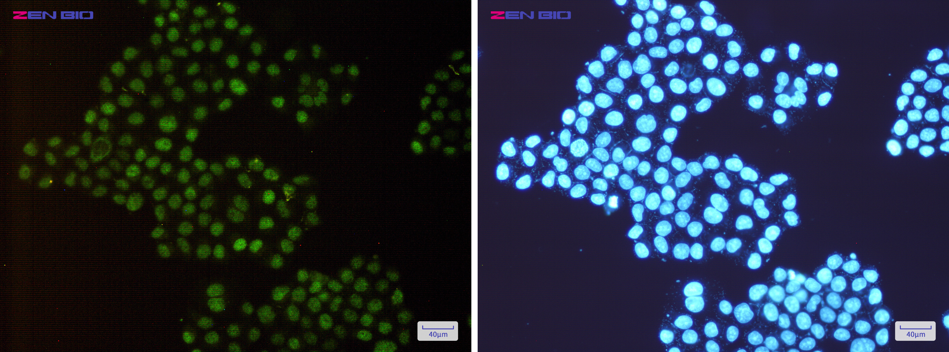 Immunocytochemistry of HTF9C/TRMT2A(green) in Hela cells using HTF9C/TRMT2A Rabbit mAb at dilution 1/200, and DAPI(blue)