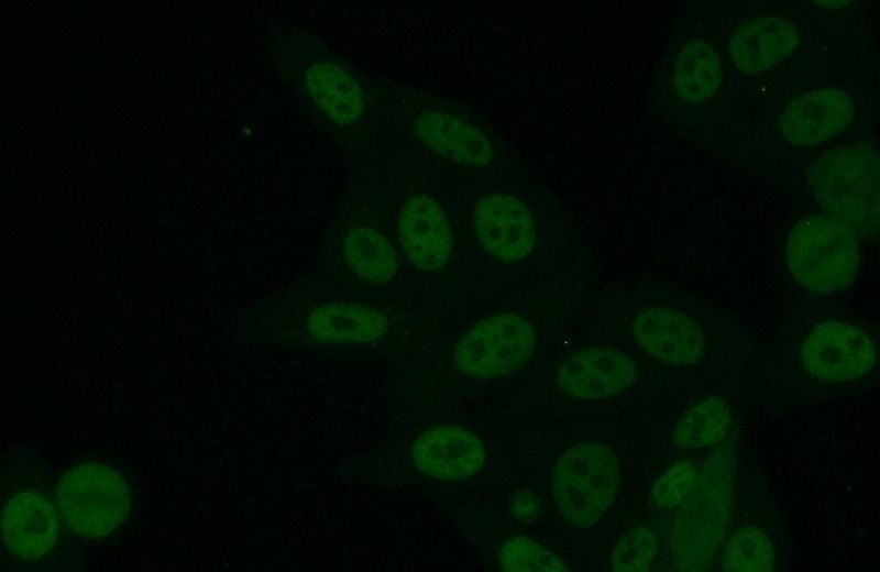 Immunofluorescent analysis of (10% Formaldehyde) fixed HepG2 cells using Catalog No:108158(ARNT,HIF1B Antibody) at dilution of 1:50 and Alexa Fluor 488-congugated AffiniPure Goat Anti-Rabbit IgG(H+L)