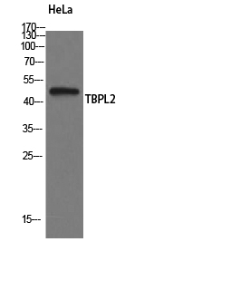 Fig1:; Western Blot analysis of HeLa cells using TBPL2 Polyclonal Antibody