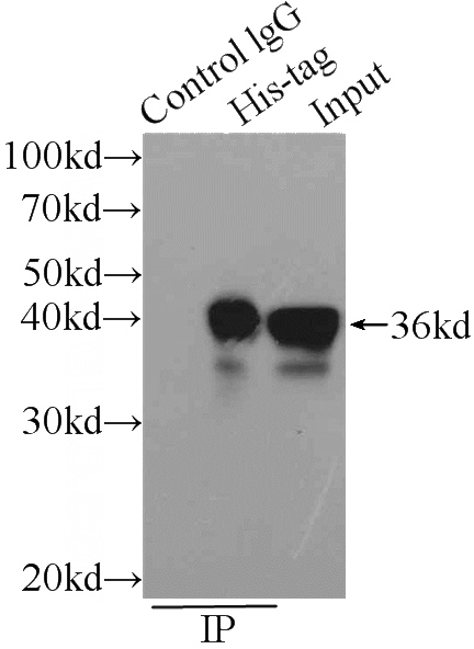 IP Result of anti-6*His, His-Tag (IP:Catalog No:117294, 7ug; Detection:Catalog No:117294 1:10000) with Transfected HEK-293 cells lysate 300ug.