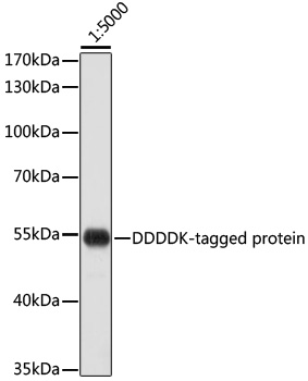 Western blot - Rabbit anti DDDDK-Tag mAb 