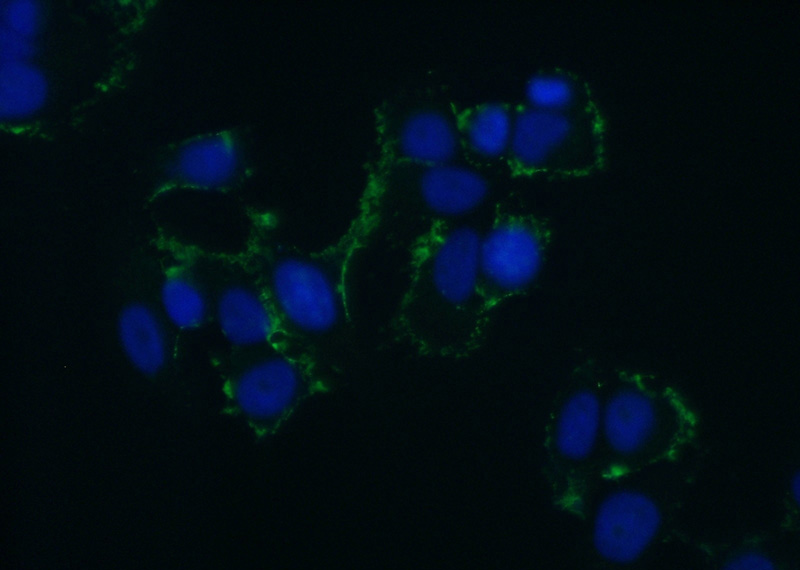 Immunofluorescent analysis of MCF-7 cells using Catalog No:107684(ABCB6 Antibody) at dilution of 1:50 and Alexa Fluor 488-congugated AffiniPure Goat Anti-Rabbit IgG(H+L)
