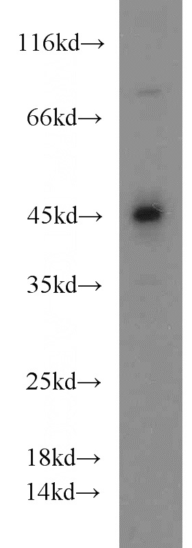 HEK-293 cells were subjected to SDS PAGE followed by western blot with Catalog No:116490(TUFT1 antibody) at dilution of 1:1000