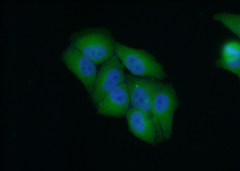 Immunofluorescent analysis of (10% Formaldehyde) fixed HepG2 cells using Catalog No:113395(NT5DC1 Antibody) at dilution of 1:50 and Alexa Fluor 488-congugated AffiniPure Goat Anti-Rabbit IgG(H+L)