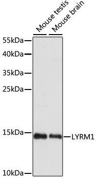 Western blot - LYRM1 Polyclonal Antibody 