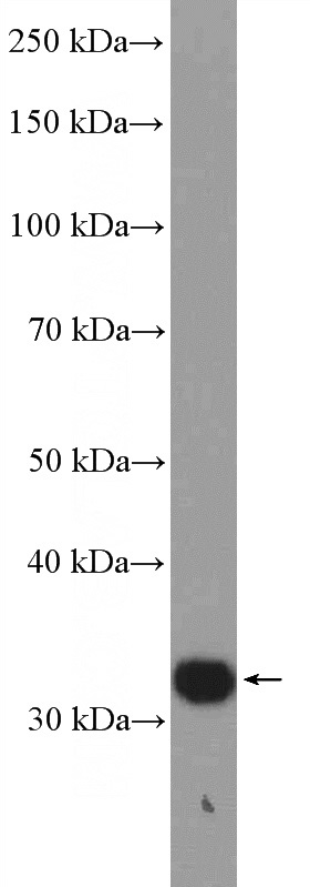 mouse heart tissue were subjected to SDS PAGE followed by western blot with Catalog No:114572(EBAG9 Antibody) at dilution of 1:600