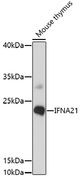 Western blot - IFNA21 Polyclonal Antibody 
