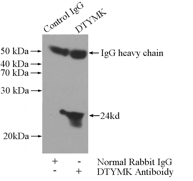 IP Result of anti-DTYMK (IP:Catalog No:110041, 3ug; Detection:Catalog No:110041 1:1000) with HeLa cells lysate 2800ug.
