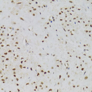 Immunohistochemistry - NASP Polyclonal Antibody 