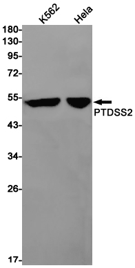 Western blot detection of PTDSS2 in K562,Hela cell lysates using PTDSS2 Rabbit pAb(1:1000 diluted).Predicted band size:56kDa.Observed band size:56kDa.