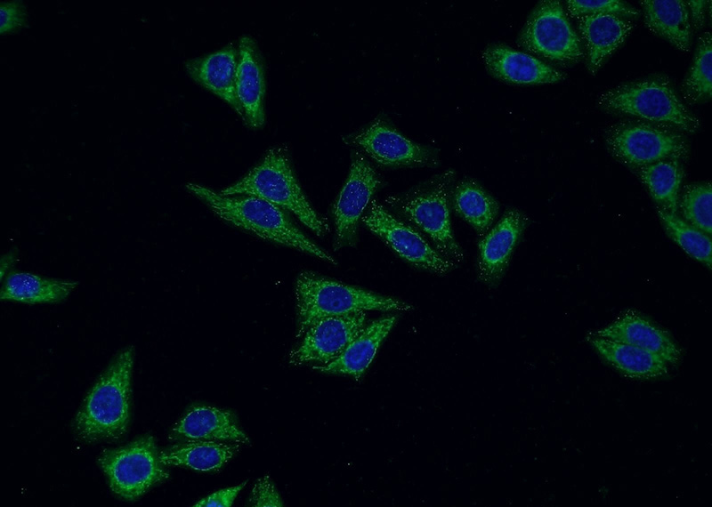 Immunofluorescent analysis of HepG2 cells using Catalog No:108892(CTSH Antibody) at dilution of 1:50 and Alexa Fluor 488-congugated AffiniPure Goat Anti-Rabbit IgG(H+L)