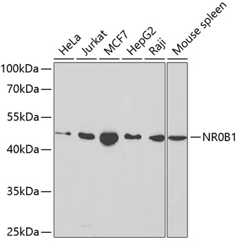 Western blot - NR0B1 Polyclonal Antibody 