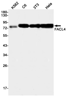 Western blot detection of FACL4 in K562,C6,3T3,Hela cell lysates using FACL4 Rabbit pAb(1:1000 diluted).Predicted band size:79kDa.Observed band size:79kDa.