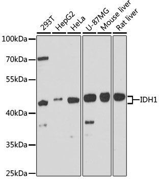 Western blot - IDH1 Polyclonal Antibody 
