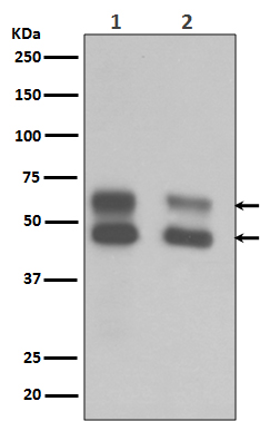Western blot analysis of CaMKII expression in (1)Mouse brain tissue lysate ;(2)Rat brain tissue lysate.