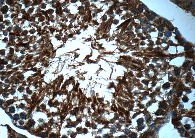 Immunohistochemistry of paraffin-embedded mouse testis tissue slide using Catalog No:115929(TDRD5 Antibody) at dilution of 1:50 (under 40x lens)