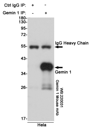 Immunoprecipitation analysis of Hela cell lysates using Gemin 1 mouse mAb.