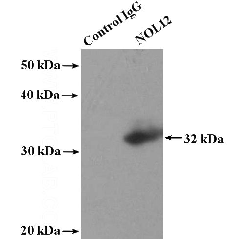 IP Result of anti-NOL12 (IP:Catalog No:113292, 4ug; Detection:Catalog No:113292 1:300) with HeLa cells lysate 4000ug.