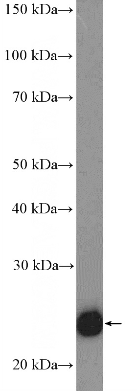 MDA-MB-453s cells were subjected to SDS PAGE followed by western blot with Catalog No:116502(TWIST1 Antibody) at dilution of 1:600