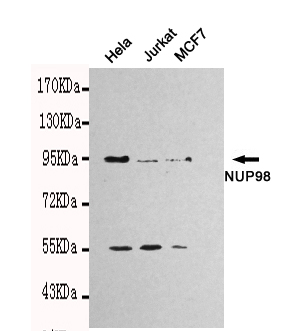 Western blot detection of NUP98 in Hela,Jurkat and MCF7 cell lysates using NUP98 mouse mAb (1:1000 diluted).Predicted band size: 98kDa.Observed band size: 98kDa.